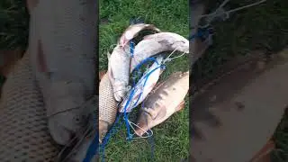 улов за пару часов на Волге