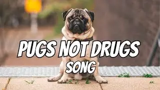 HAY - Pugs Not Drugs (Lyric Video)