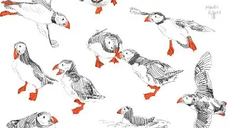 Puffin Sketches Timelapse