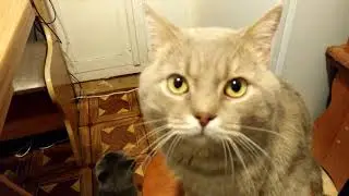Cat communicates in Russian/Talking cat