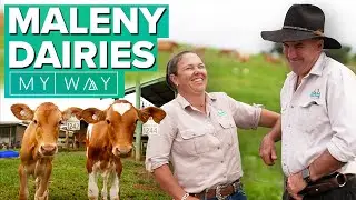 Maleny Dairies | My Way