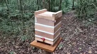 I've added more bees to the woods. See how the apiary is coming along.