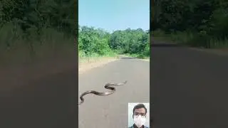 viral snake video || 🔥🤯😱 #shorts #shortfeed #short