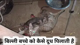 बिल्ली अपने बच्चे को दूध पिलाती हैं | billi apane bachcha ko doodh kaise pilati hai | cat framing ?