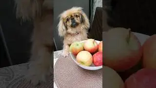 Давай картошку с мясом... 🐶😋🍎
