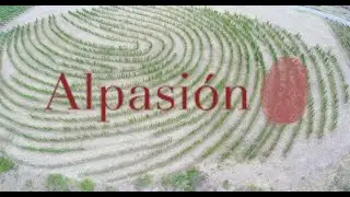 Alpasion, Mendoza, Argentina. vineyards&drone