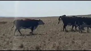 Коровы Герефорд Продажа 2021