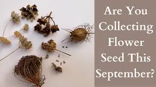 Are You Collecting Flower Seeds This September?