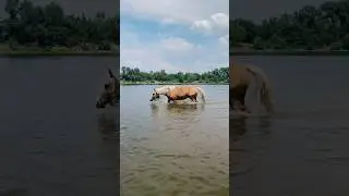 Карамелька и река)
