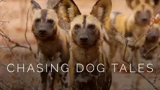 Chasing Dog Tales