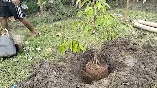 PERTAMAKALI TANAM DURIAN DURI HITAM
