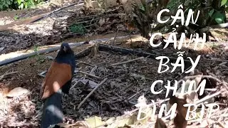 Bẫy chim bìm bịp bằng mẹt