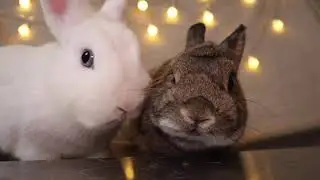 Rabbit ASMR: Lychee Taste Test