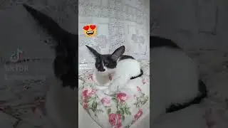 Кошка Лира 🥰 