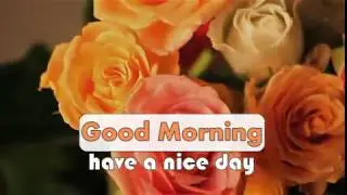 after sunrise girl opens curtains | good morning wishes with beautiful rose flowers whatsapp video