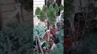 ❤🌲Красивые хвойные растения в ассортименте | Telegram: https://t.me/love_is_hvoiny_dvorik