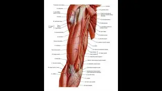Lecture 7.The vessels & nerves of upper limb
