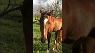 Принёс ведро каши для кобылы. 299 