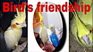 Cocktail Bajri Fisher Lutino Group Birds Friendly MS Birds