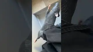 подарок Жене, а нравяться только корешам #чиривички