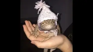 Wip and Nae Nae by Albus the Bearded Dragon