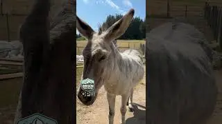 The Oregon Donkey Sanctuary is a refuge for orphaned and formerly abused donkeys 👀#oregonfieldguide