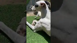 PERCHÉ IL CANE MUOVE LA CODA / FOCUS LEVRIERO #levriero