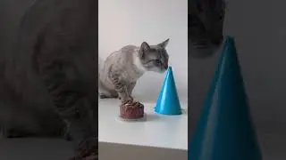 День народження котика Онікса. 1 рік коту:)