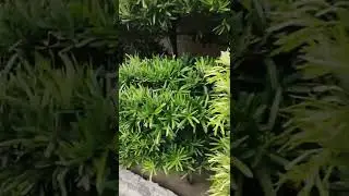 japanese yew plant #shorts