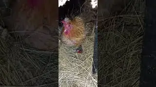 ВОР? ПУСТЫЕ ГНЁЗДА!!!