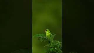 4K wildlife video #space #240fpsdolbyvision #birds #8kresolution #audiovisualdelight #universe