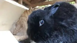 Big Bun Kleo Tribute