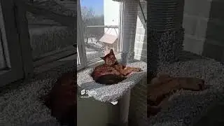 😼🐈I am the king of beasts!😆😍 I will accept by appointment or not, it's time to rest!🤣😾