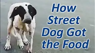 Hungry Dog
