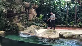 Шоу с морским котиком в Сингапурском зоопарке | Seal splash show in Singapore Zoo