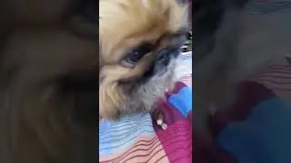#собака #любовь #еда