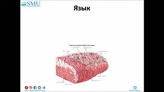 Лекция Гистология пищеварительной системы 1