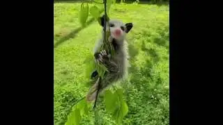 Забавно! Жизнь без проблем!