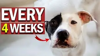 How often should you BATHE your DOG?