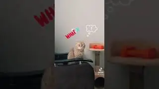 #tiktok #shorts #cat