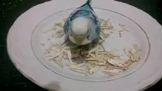 mubiş tabakta çekirdek yiyor