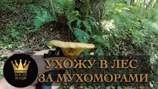 Надоели все!!! Решено УХОЖУ В ЛЕС ЗА МУХОМОРАМИ в Сочи галлюцинации обеспеченны 