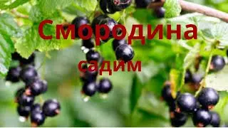 Смородина Садим саженцы смородины Выращивание смородины Сельская жизнь @zhyttya-v-seli