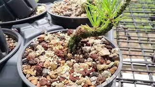 Growing Japanese Black Pine From Seed for Bonsai cleaning up sacrifice branches 2024