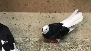 ECZACI MUZAFFER ABI UÇKUN VE DAMIZLIK GÜVERCİNLERİ