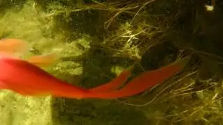 Deep Ocean Heinenoord 4