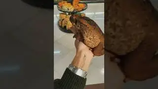 Облизываю жабу. Что будет? ДОГАМА dogamaru 