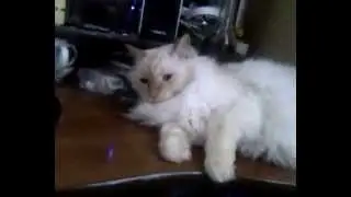 Ржач!! Кот Барсик