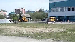 верблюды в Ханты-Мансийске.MP4