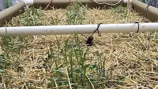 3x6 Living Soil bed with Blumats Bluesoak system update
